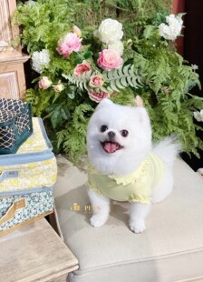 JOYCELELE四季居家服舒适耐穿针织衫奶油边粉色嫩黄蓝JLPETS