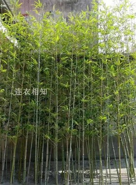 仿真竹子室外装饰假竹子植物造景仿生竹子户外绿植酒店商场装饰