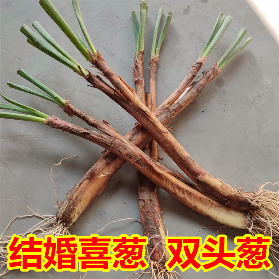结婚葱双头葱红葱双棒葱喜宴葱新鲜红皮葱旱地老葱(一件发一对)