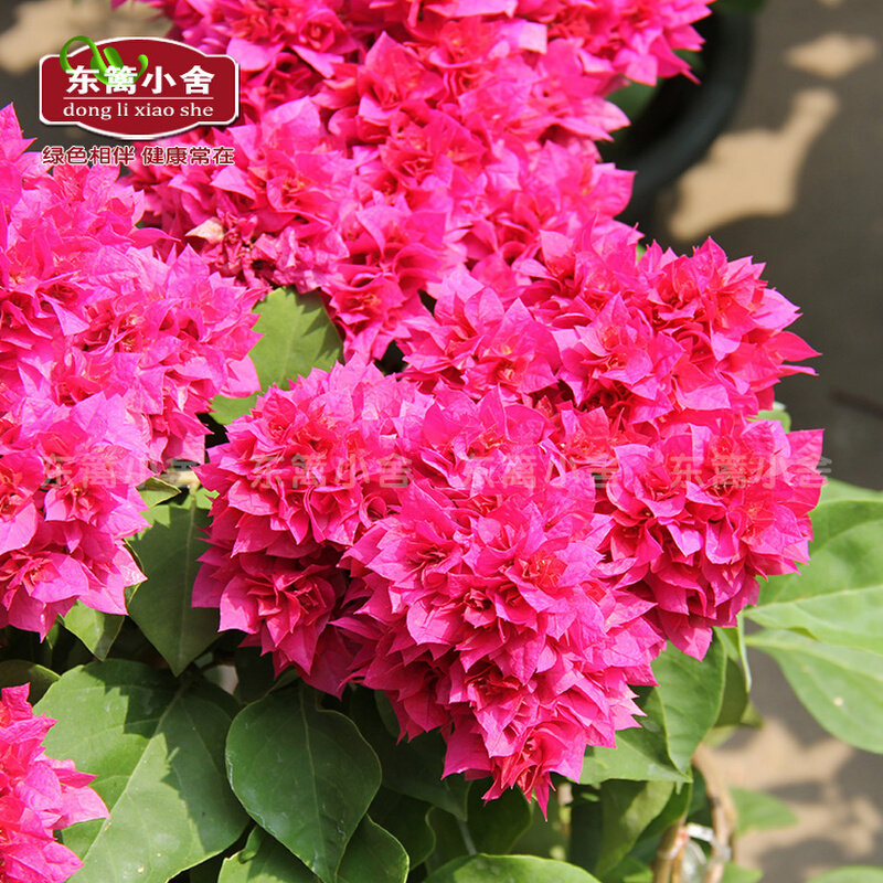 东篱小舍 重瓣红 怡红 怡锦 粉重 重橙三角梅 原盆发实拍照