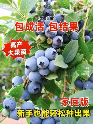 蓝莓树果苗特大奥尼尔蓝