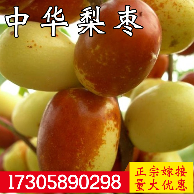 中华大梨枣苗嫁接特大枣树活苗南北方盆栽庭院地栽果树苗当年结果