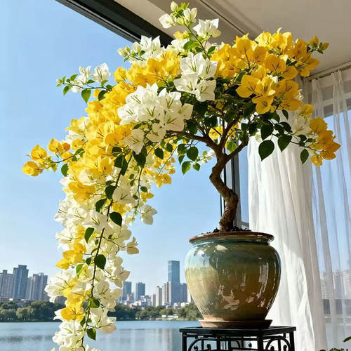 三角梅盆栽花卉植物室内观赏花苗开花结果绿植包活新品种亭亭玉立