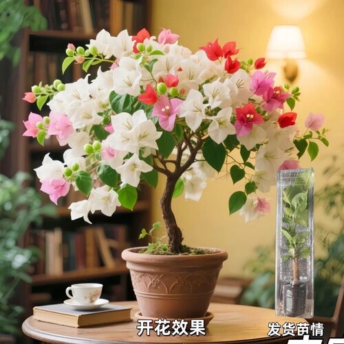 新品三角梅盆栽稀有品种勤阳台室内外四季开花花庭院重瓣垂丝飘枝