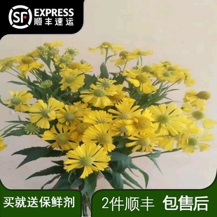 油画小菊鲜花云南直发室内插花水培花束花期超长黄色菊花鲜切花