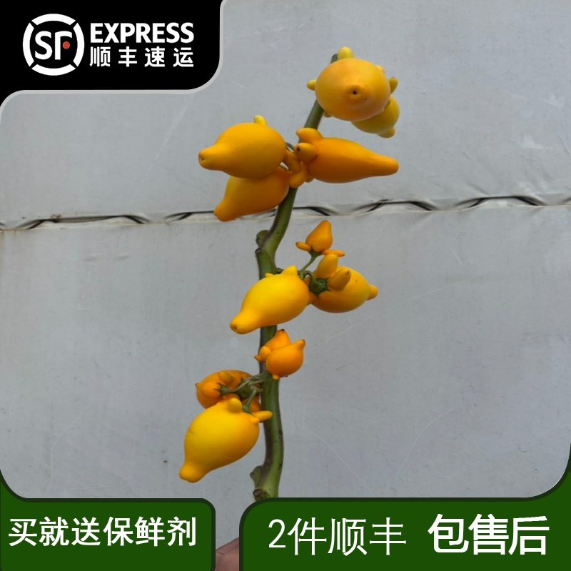 黄金果五代同堂果福禄果五代同堂乳茄长寿果开业庆典插花年宵花卉,鲜花速递/花卉仿真/绿植园艺,花材,淘宝优惠券,粉丝福利购,淘宝优惠卷