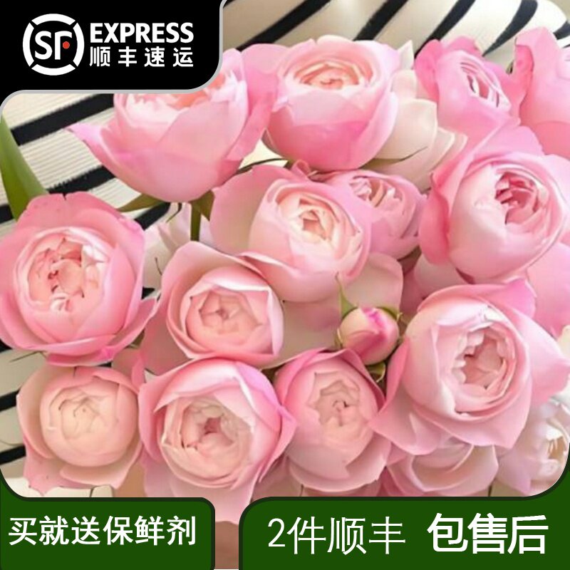 多头草莓杏仁饼稀有奶油泡芙奶呼呼粉色玫瑰鲜切花优质多头玫瑰图片