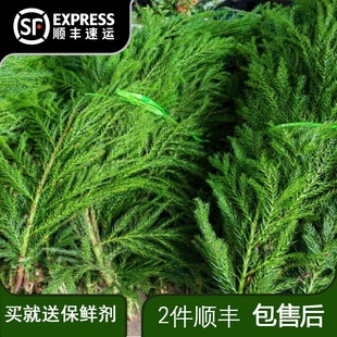 天竺少女松枝圣诞树花圣诞花材圣诞花环室内水培植物鲜花