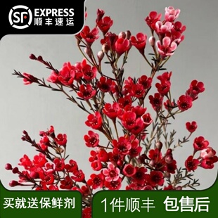 鲜花红色腊梅云南基地直发鲜切花花束染色云南直发水养年宵花