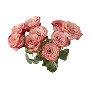 云南鲜花直发马蹄莲白色水培鲜花插瓶家用办公昆明直发