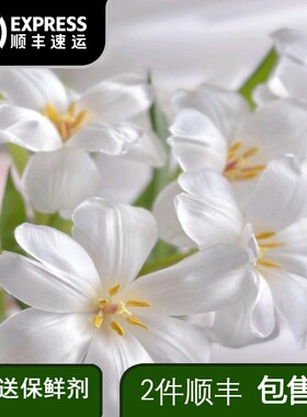 郁金香白色鲜花云南基地直发室内插花婚礼手捧花真花鲜切花10支
