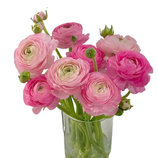 洋牡丹鲜花速递云南昆明基地直发家用办公室插花水养