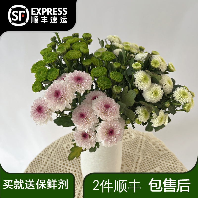 小雏菊洋甘菊鲜花云南基地直发