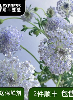 翠竹花鲜花淡紫色翠珠鲜花鲜切花草花云南昆明基地直发包邮