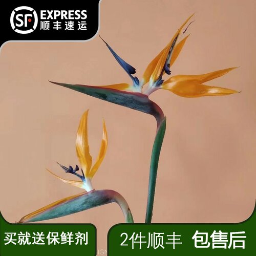天堂鸟鲜花花束鹤望兰鲜花真花水养居家室内观赏佳品花期长