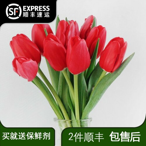 郁金香红色鲜花云南基地直发室内水养插花婚礼手捧花鲜切花