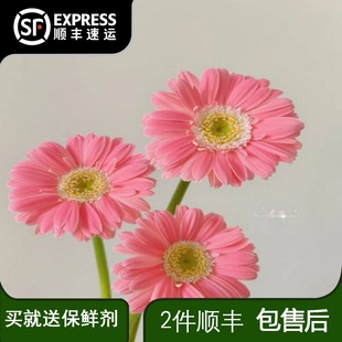 非洲菊迷你芭比弗朗扶郎花新鲜切花鲜花太阳花稀有