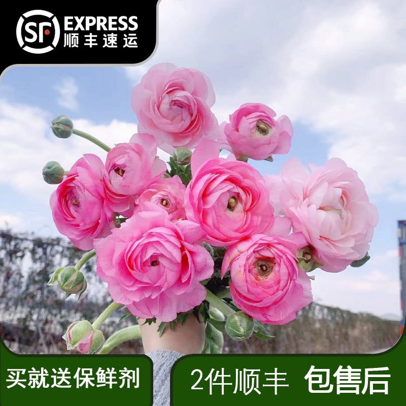 洋牡丹鲜花速递云南昆明基地直发