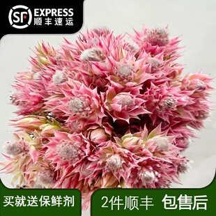 进口新娘花粉色鲜切花家用插花婚礼捧花小众高级花材云南基地直发