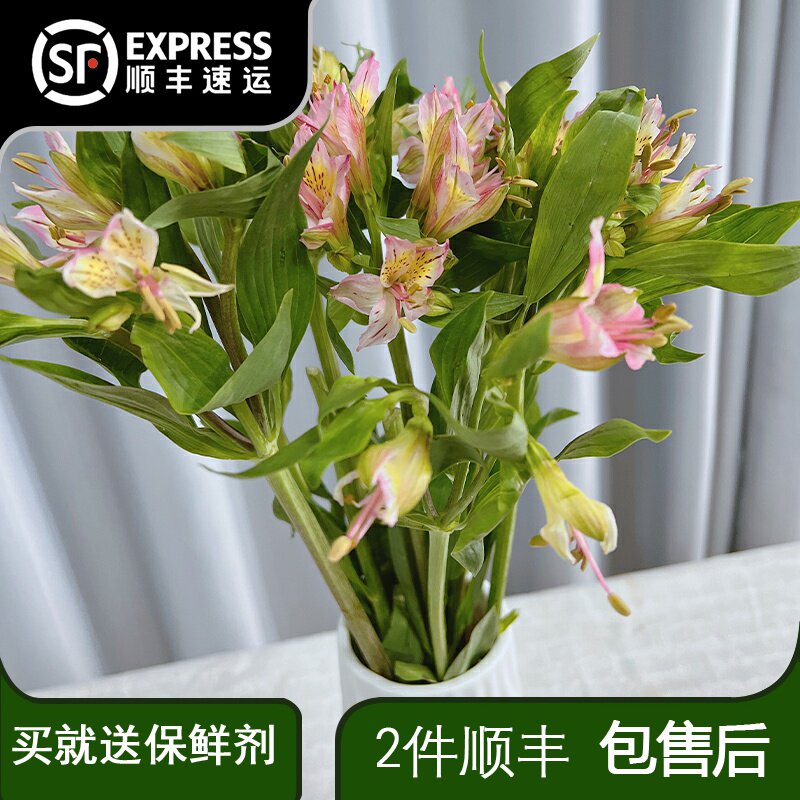 水仙百合花云南昆明直发家用图片