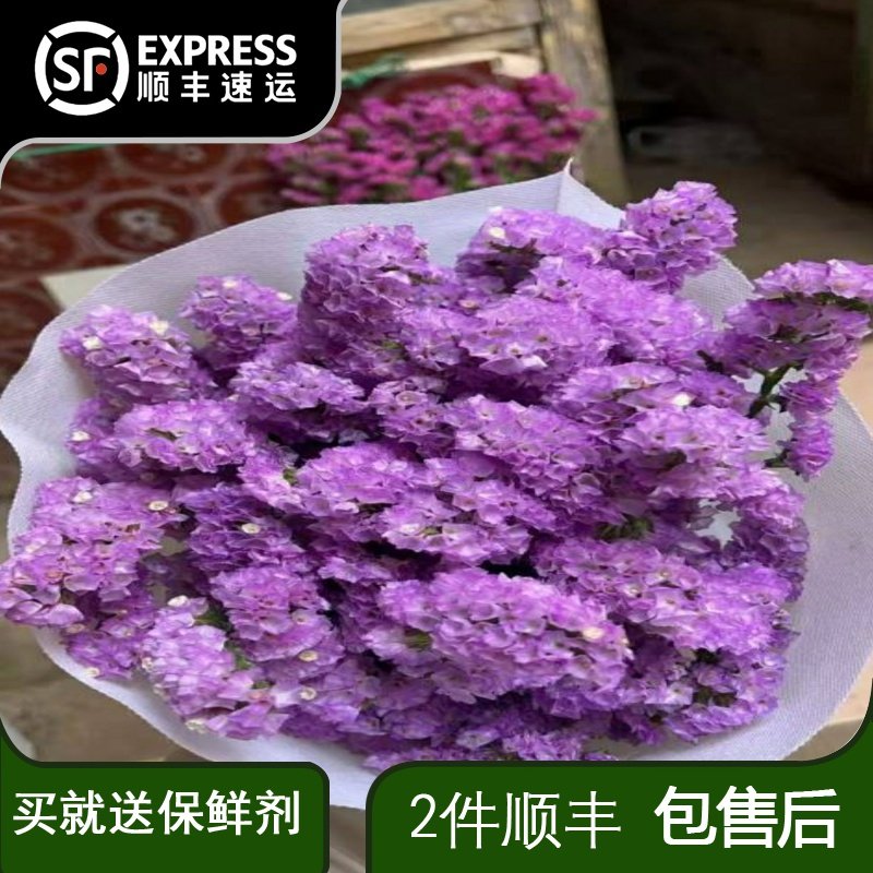 勿忘我鲜花家庭办公室水 养插花婚庆用花商务用花可风干当干花,鲜花速递/花卉仿真/绿植园艺,花材,淘宝优惠券,粉丝福利购,淘宝优惠卷