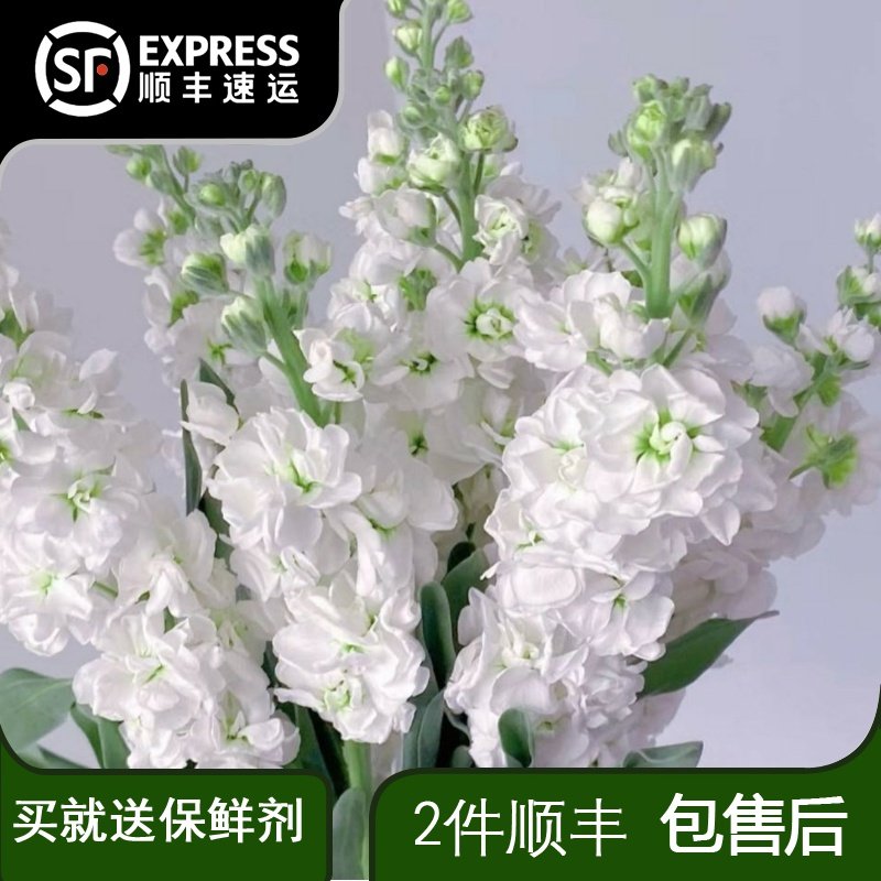 紫罗兰白色鲜花水培花束家用客厅水养挺好花鲜切花云南昆明直发图片