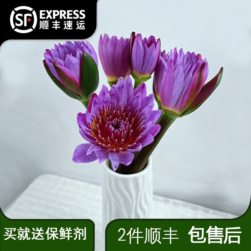 紫色睡莲鲜花云南昆明直发