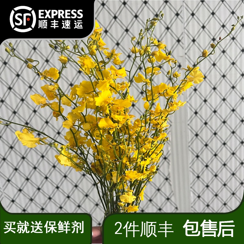 跳舞兰鲜花云南直发真花文心兰