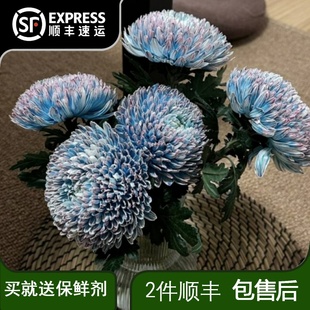 青花瓷牡丹菊鲜花云南基地直发鲜切花插花蓝色菊花鲜花花束花期长