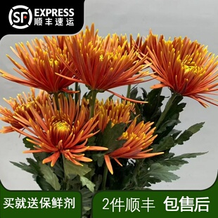 烟花菊鲜花云南直发花卉室内水培菊花插花真花花束安娜菊鲜切花