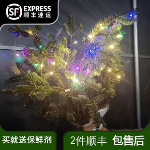 天然真诺贝松鲜活松枝鲜切枝节日装 饰材料手工DIY花环