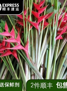 富贵鸟红色鲜切切花喜庆鲜花百搭花酒店大堂插花家庭水养插花