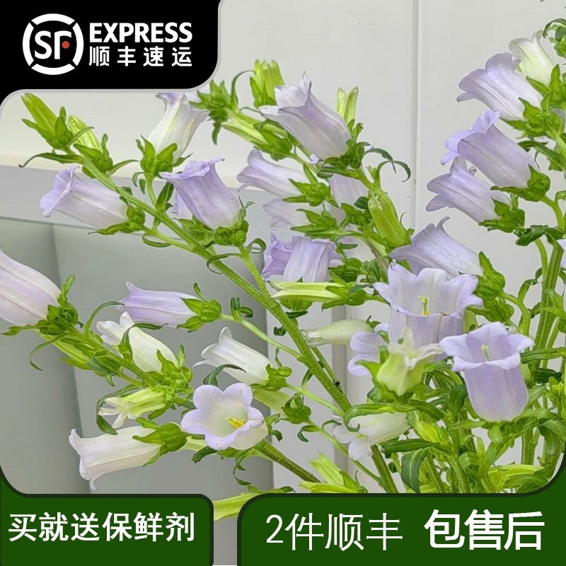 风铃花浅紫色鲜花云南基地直发室内水培长花期好养护易爆花瓶插,鲜花速递/花卉仿真/绿植园艺,花材,淘宝优惠券,粉丝福利购,淘宝优惠卷