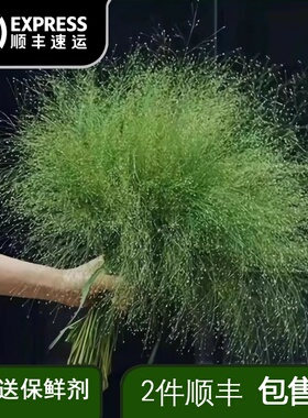 喷泉草鲜花云南直发水养插花束配花配叶斗南花卉直批