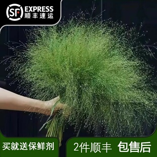 喷泉草鲜花云南直发水养插花束配花配叶斗南花卉直批