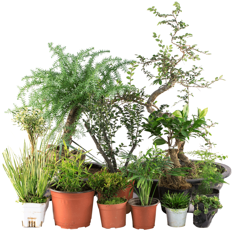 上水石吸水石植物假山盆景摆件微景观绿植装饰室内客厅微型小盆栽