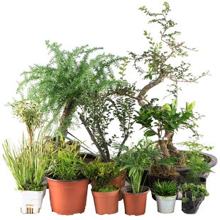 上水石吸水石植物假山盆景摆件微景观绿植装饰室内客厅微型小盆栽