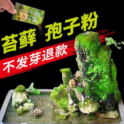 吸水石苔藓种籽微景观假山盆景上水石植物铺面鲜活青苔种子孢子粉