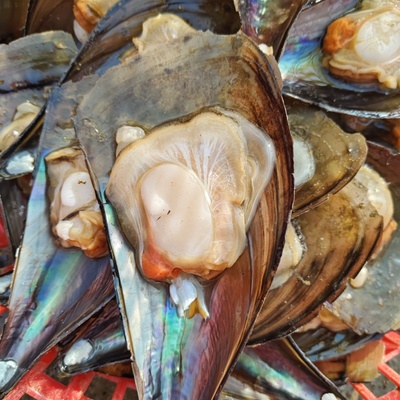 现剥鲜活绿贝带子肉江鳐柱3斤速冻发货（损耗5%）