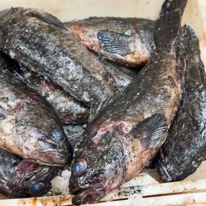 新鲜黑石斑黑头鱼5斤（速冻发货）,水产肉类/新鲜蔬果/熟食,斑鱼,淘宝优惠券,粉丝福利购,淘宝优惠卷