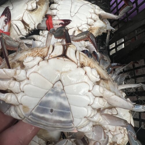 掉腿残蟹公母搭配大小不一（ 5%损耗  包鲜不包活）