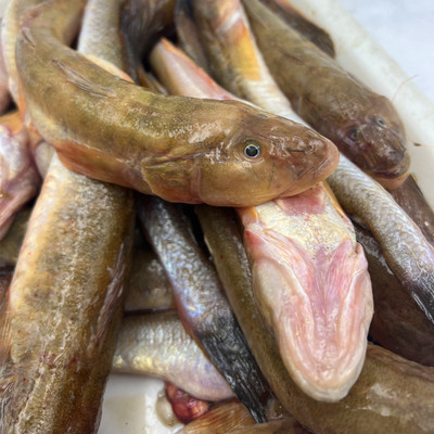 沙光鱼推浪鱼新鲜沙逛鱼海鲶鱼海鱼特产小龙鱼4斤（损耗10%）