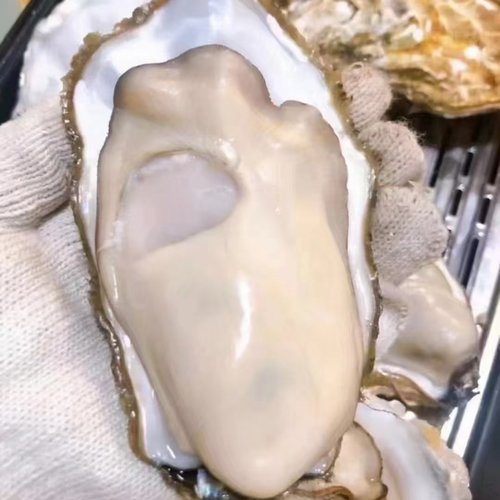 新鲜烧烤水产带壳生蚝