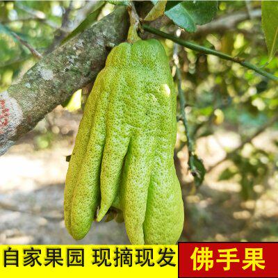 新鲜现摘佛手果可腌制清香供佛潮州三宝潮汕特产老香黄香橼佛手柑