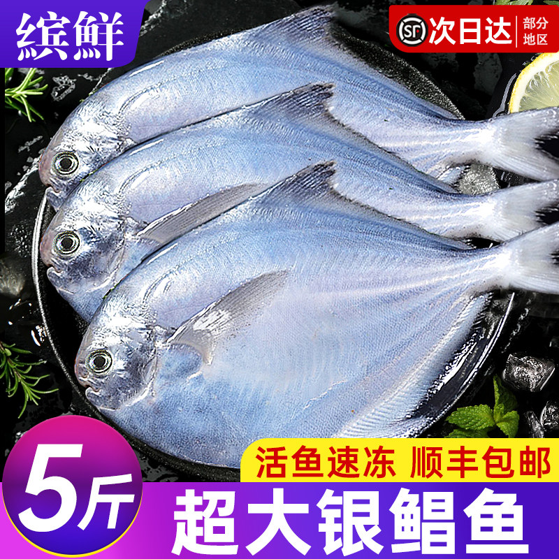 银鲳鱼新鲜冷冻捕鲜活金鲳鱼昌鱼白鱼平鱼鳊鱼海鱼海鲜水产