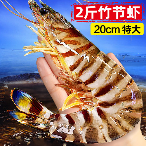 正常发货巨型竹节虾特大九节虾