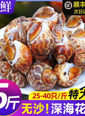 花螺鲜活新鲜海螺特大号海鲜水产鲜活鲜冻冷冻东风螺特大花螺贝类