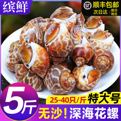 花螺鲜活无沙特大号新货顺丰包邮