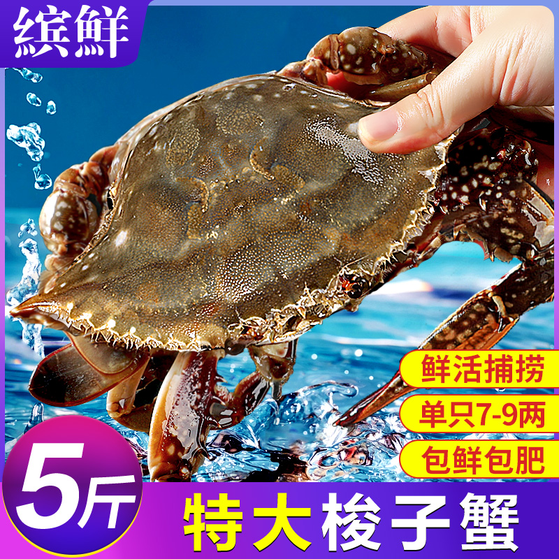 现货！梭子蟹鲜活发货！单只9两