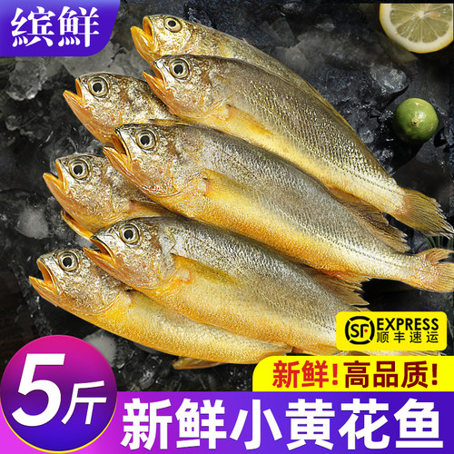 新鲜小黄鱼冷冻海鱼批发